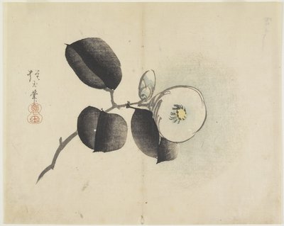 Camellia Flower and Bud, c. 1830 by Hogyoku